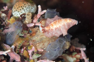 「ウミウシの仲間」のサムネイル画像