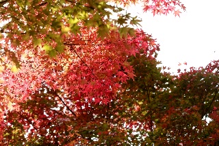 「無題」のサムネイル画像