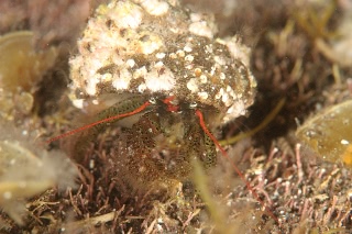 「ヤドカリの仲間」のサムネイル画像