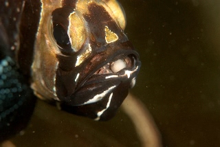 「アマノガワテンジクダイ(バンガイ・カーディナルフィッシュ,banggai cardinalfish)」のサムネイル画像