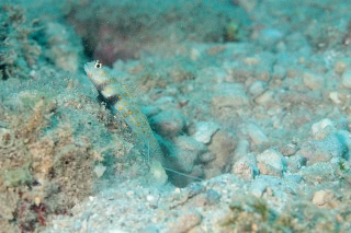 「ヤマブキハゼ(Orange-spotted shrimp Goby)」のサムネイル画像