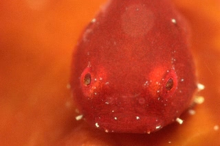 「ダンゴウオ(Lumpfish)」のサムネイル画像