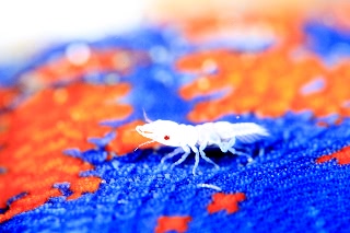 「ソメワケウミクワガタ」のサムネイル画像