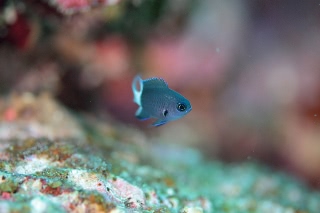 「シコクスズメダイ」のサムネイル画像