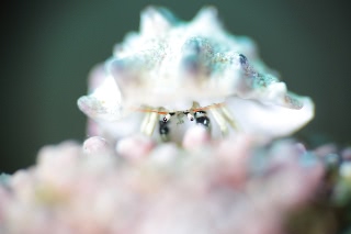 「グアムサンゴヤドカリ」のサムネイル画像