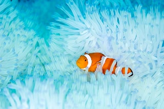 「カクレクマノミ(Western Clown Anemonefish)」のサムネイル画像