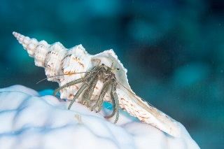 「ヒルギノボリヨコバサミ」のサムネイル画像