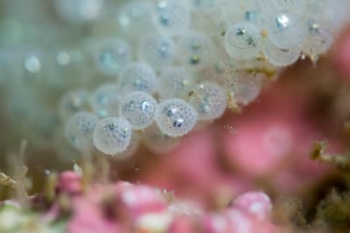 「ヒゲキタノトサカ」のサムネイル画像