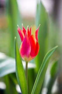 「チューリップ」のサムネイル画像