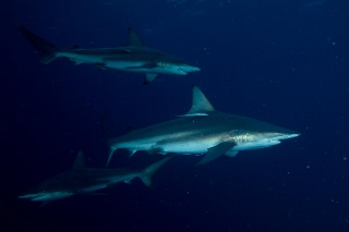 「カマストガリザメ(Blacktip shark)」のサムネイル画像