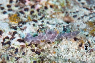 「ウミウシの仲間」のサムネイル画像