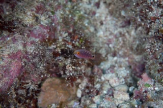 「無題」のサムネイル画像