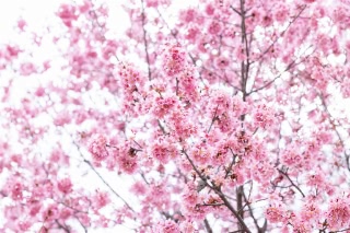 「オカメザクラ」のサムネイル画像