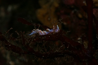 「ウミウシの仲間」のサムネイル画像