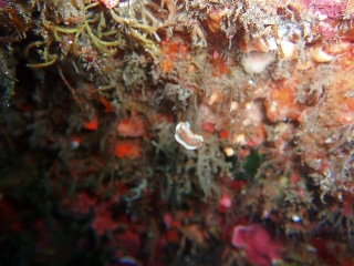 「キャラメルウミウシ」のサムネイル画像