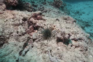 「ウニの仲間」のサムネイル画像