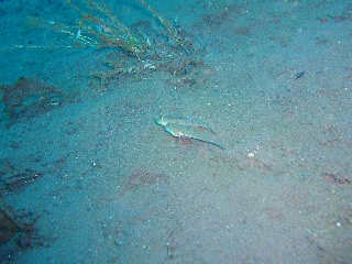 「オトメハゼ(Orange-spotted Sleepergoby)」のサムネイル画像