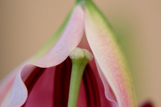 「ソルボンヌ」のサムネイル画像