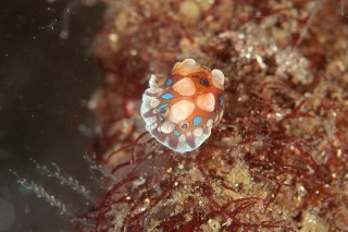 「ミヤコウミウシ」のサムネイル画像