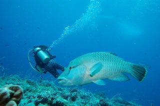 「メガネモチノウオ(ナポレオンフィッシュ)」のサムネイル画像