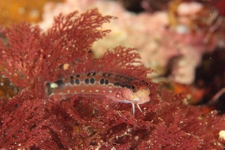 「ゴイシギンポ」のサムネイル画像