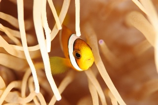 「クマノミ(Anemonefish)」のサムネイル画像