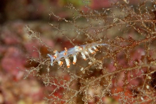 「ウミウシの仲間」のサムネイル画像