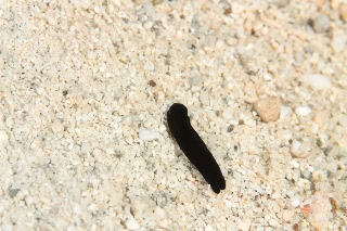 「クロボウズ」のサムネイル画像