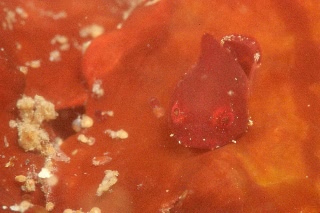 「ダンゴウオ(Lumpfish)」のサムネイル画像