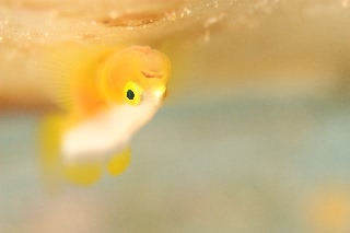 「ナカモトイロワケハゼ」のサムネイル画像