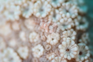 「ヤクシマカクレエビ」のサムネイル画像