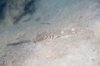 「クルマエビの仲間」のサムネイル画像