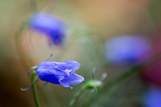 「植物の仲間」のサムネイル画像