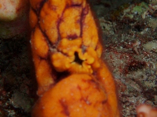 「ニシキボヤの口が閉まるところ」のサムネイル画像