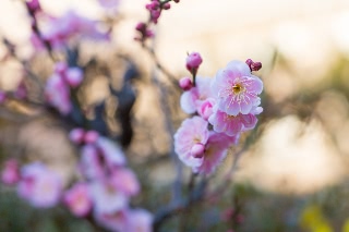 「ウメ」のサムネイル画像