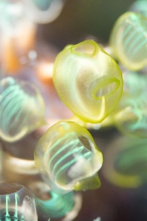 「マメボヤの仲間」のサムネイル画像