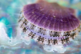 「ホタテガイ」のサムネイル画像