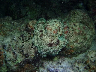 「タコさん」のサムネイル画像