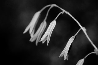 「オニユリ」のサムネイル画像