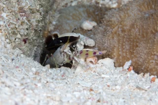 「ブトウテッポウエビ」のサムネイル画像