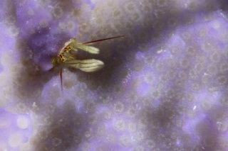 「カンザシヤドカリ(Coral Hermit Crab)」のサムネイル画像