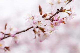 「オオヤマザクラ(エゾヤマザクラ,ベニヤマザクラ)」のサムネイル画像