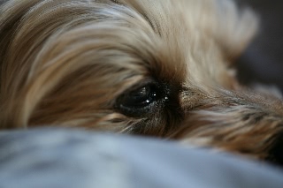 「ヨークシャー・テリア(Yorkshire Terrier)」のサムネイル画像