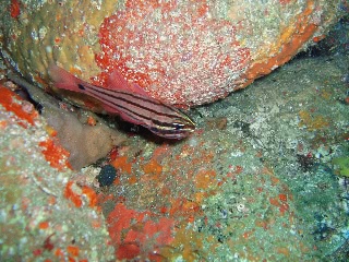 「コスジイシモチ」のサムネイル画像