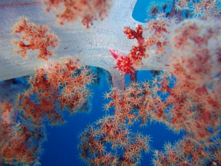 「コダマウサギガイ」のサムネイル画像