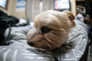 「ヨークシャー・テリア(Yorkshire Terrier)」のサムネイル画像