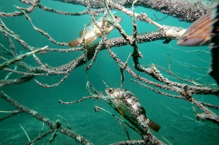 「メバル」のサムネイル画像