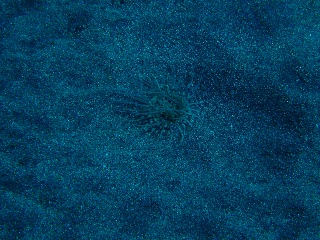 「イソギンチャクの仲間」のサムネイル画像