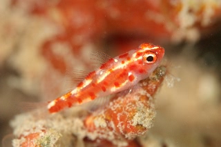 「red-blotched pygmy-goby(レッドブロッチピグミーゴビー)」のサムネイル画像