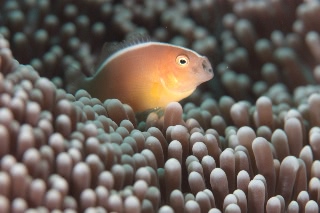 「セジロクマノミ(Eastern Anemonefish)」のサムネイル画像